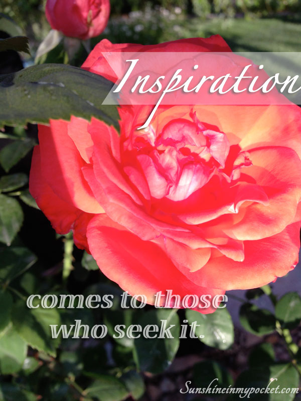 rose-inspiration-comes-to-those-who-seek-it